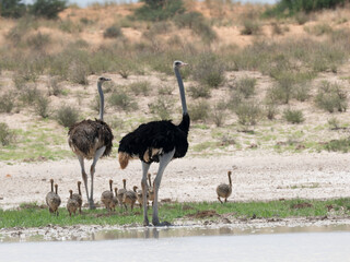 Afrikanischer Strauß (Struthio camelus)