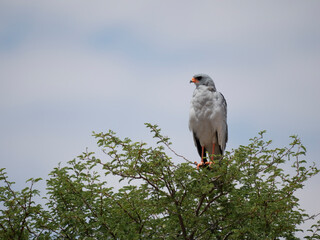 Weißbürzel-Singhabicht (Melierax poliopterus)