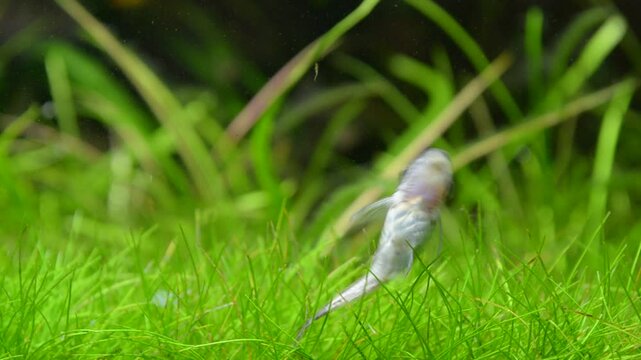 Otocinclus catfish cleaning aquarium glass