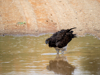 Kampfadler (Polemaetus bellicosus)