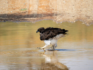 Kampfadler (Polemaetus bellicosus)