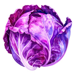 Obraz premium Vibrant Purple Cabbage Painted in Watercolor Style with Detailed Texture and Color Variations Ideal for Food Illustrations and Culinary Artworks