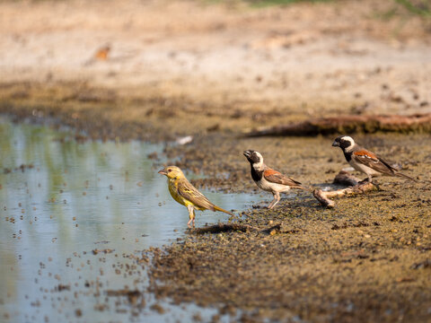 Kapsperling&nbsp;(Passer melanurus)