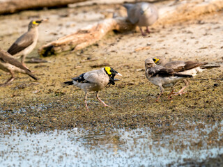 Lappenstar (Creatophora cinerea) 