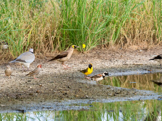 Vögel an der Wasserstelle in Namibia