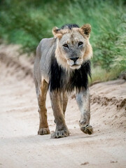 Löwe im KTP NP