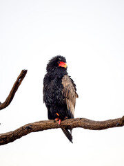 Gaukler (Terathopius ecaudatus)