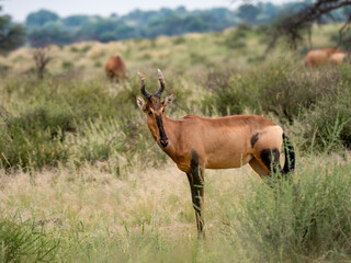 Südafrikanische Kuhantilope (Alcelaphus caama), auch Südliche Kuhantilope, Rote Kuhantilope, Kap-Hartebeest