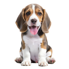 A cheerful beagle puppy with brown and white fur and floppy ears sits with its tongue out