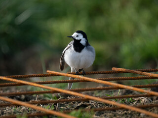 Bachstelze (Motacilla alba),