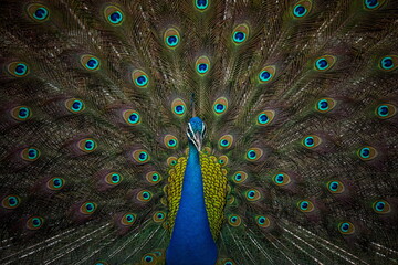 Obraz premium Peacock with beautiful spread tail closeup view.