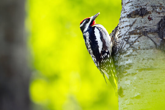 Cute woodpecker with colorful plumage Yellow-bellied sapsucker is perched on a poplar tree trunk in spring. Bright green foliage in the background.