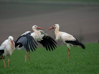 Weißstorch (Ciconia ciconia)