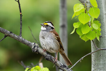 Beautiful cute little bird White-throated sparrow male is singing perched on a tree branch in spring during mating season.