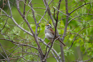 Beautiful cute little bird White-throated sparrow male is singing perched on a tree branch in spring during mating season.