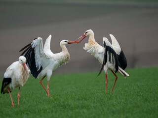 Weißstorch (Ciconia ciconia)