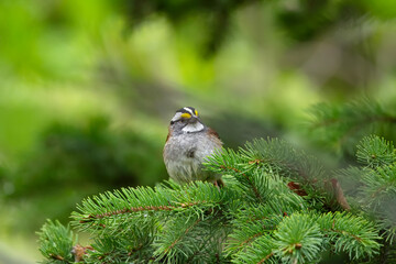 Beautiful cute little bird White-throated sparrow male is singing perched on a tree branch in...