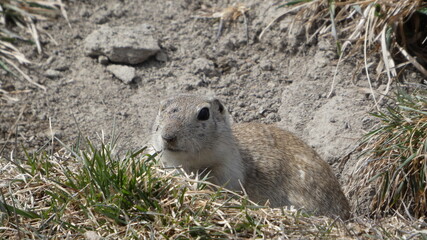 ground squirrel in the grass near the burrow