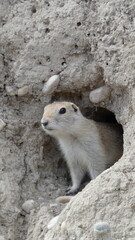 Close-up of a ground squirrel peeking out of its burrow in a hillside surrounded by dry soil and small stones