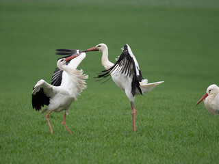 Weißstorch (Ciconia ciconia)