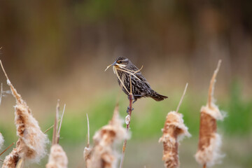 Early spring scene at wetlands in reeds, Red-winged blackbird female is perched on a dry cat-tail with dry grass in her beak, building a nest.