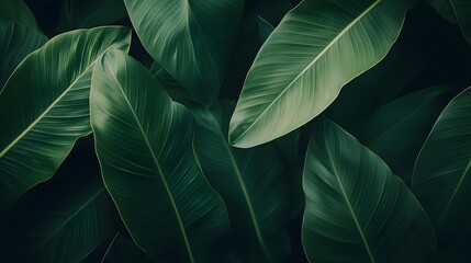 Obraz premium Lush, deep green tropical leaves forming a natural backdrop.