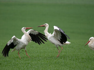 Weißstorch (Ciconia ciconia)