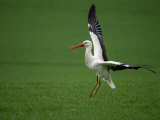 Weißstorch (Ciconia ciconia)
