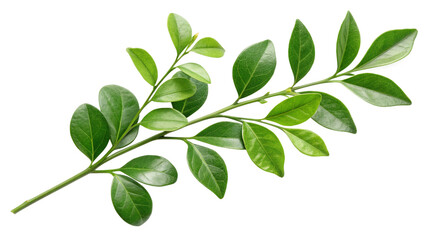 Vibrant Green Foliage Branch: A close-up shot of a vibrant, verdant branch, showcasing its intricate leaves and a fresh, natural aesthetic.