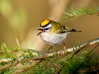 Sommergoldhähnchen (Regulus ignicapilla)