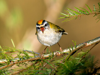 Sommergoldhähnchen (Regulus ignicapilla)