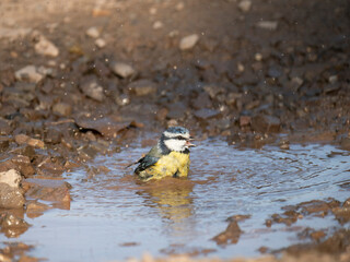 Blaumeise (Cyanistes caeruleu) badet