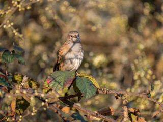 Heckenbraunelle (Prunella modularis)