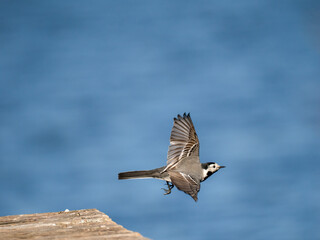 Bachstelze (Motacilla alba)
