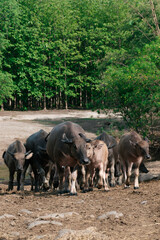 Group of Water Buffalo Walking in a Lush Forest Environment