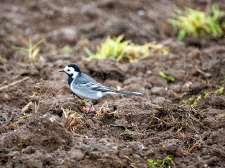 Bachstelze (Motacilla alba)