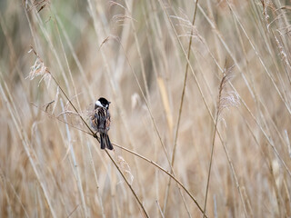 Rohrammer (Emberiza schoeniclus)