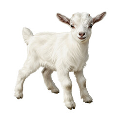 A young white goat standing playfully.