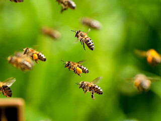 Honigbienen