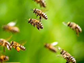Honigbienen