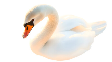 Extreme Macro Close-Up of White Swan with Curved Neck on White — Precision Detail and Architectural Elegance, Generative AI