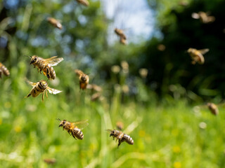 Honigbienen