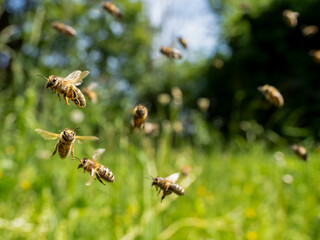 Honigbienen