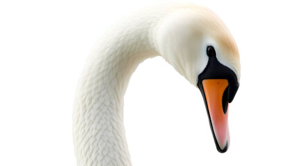 Extreme Macro Close-Up of White Swan with Curved Neck on White — Precision Detail and Architectural Elegance, Generative AI