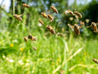 Honigbienen