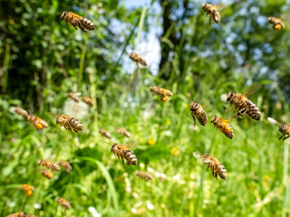 Honigbienen
