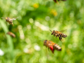 Honigbienen