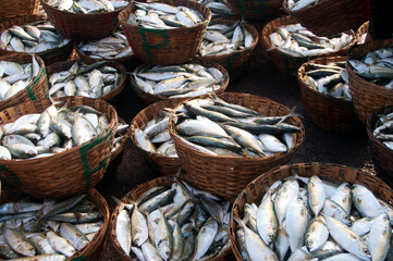Various fresh fish, Seafood on ice at the fish market
