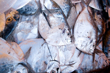 Various fresh fish, Seafood on ice at the fish market