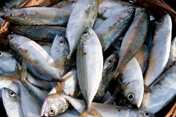 Various fresh fish, Seafood on ice at the fish market